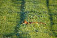 Fuchs - Zum Vergroessern klicken!